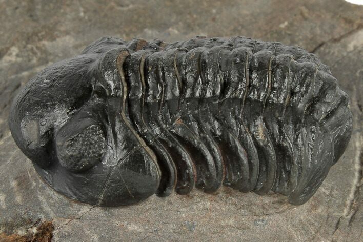 Detailed Reedops Trilobite - Atchana, Morocco #190285
